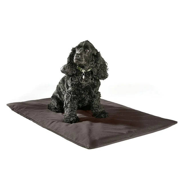 Dog is sitting on brown mat