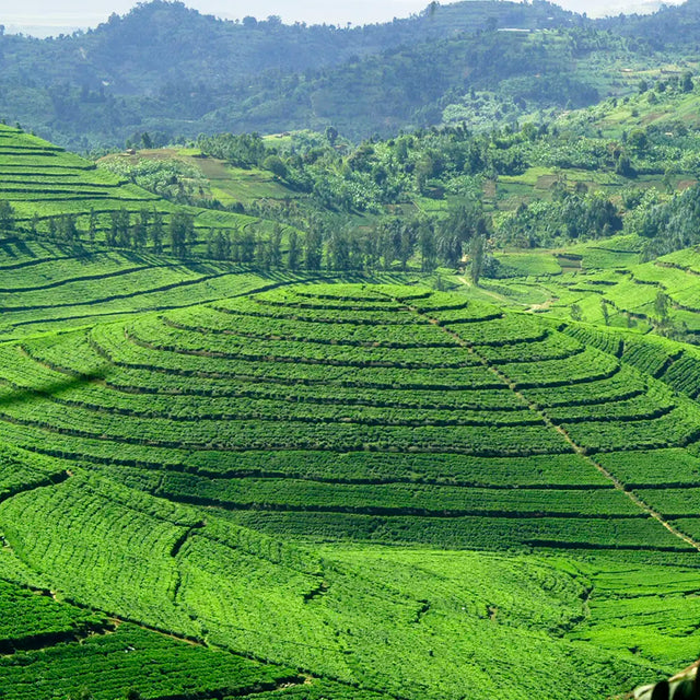 Birchall Tea Fields