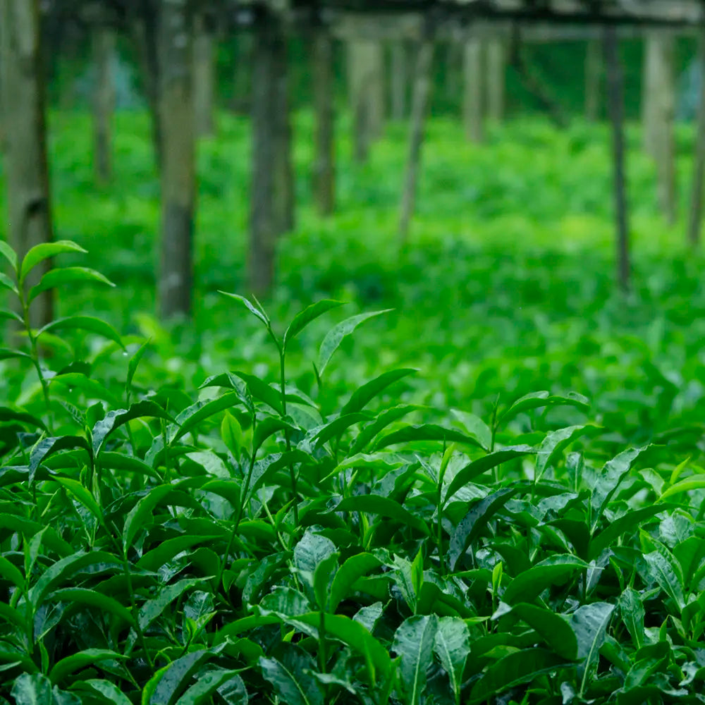 Fresh growth at the tea fields owned by Birchall