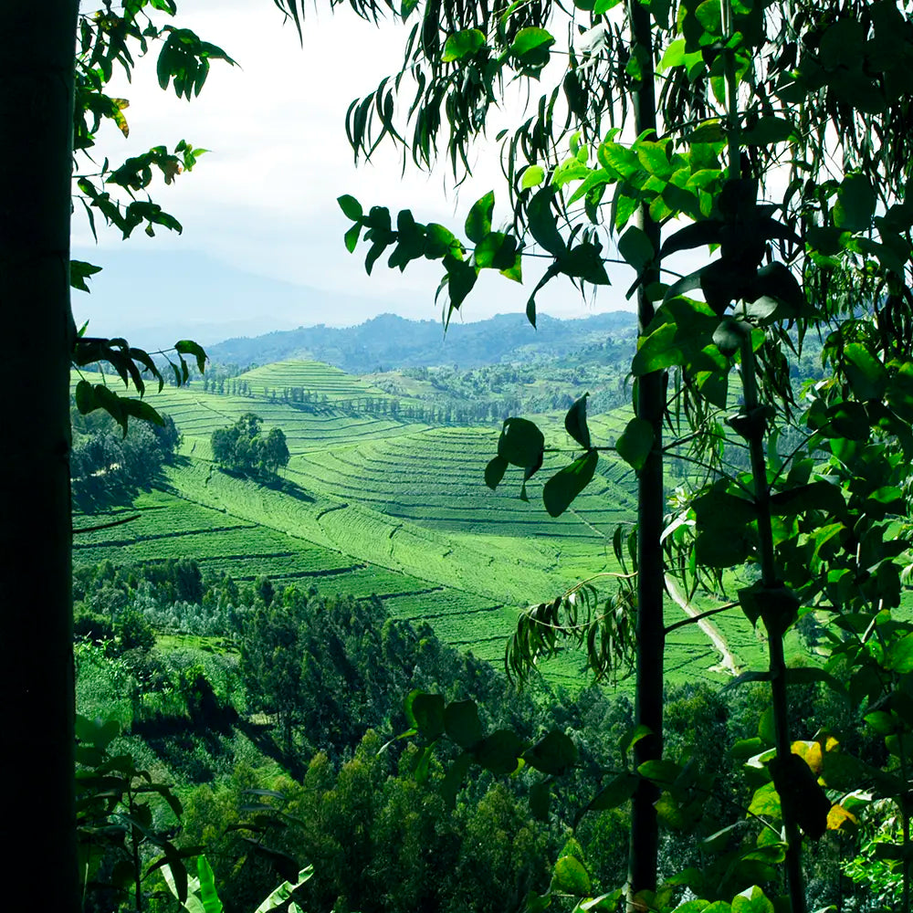 Mao Feng Green Tea Field
