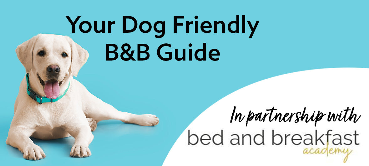 Running a Dog Friendly B&B: Ultimate Guide for Success