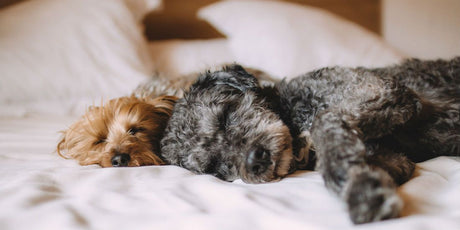 Dogs Welcome! How Pet-Friendly Became the Perfect Formula