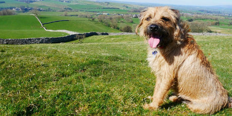 Meet the team: Canine edition!