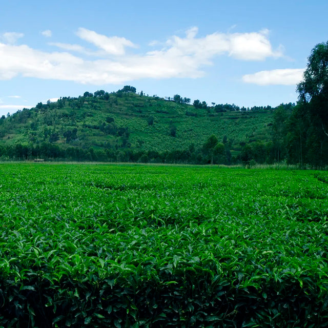 Birchall Tea Fields