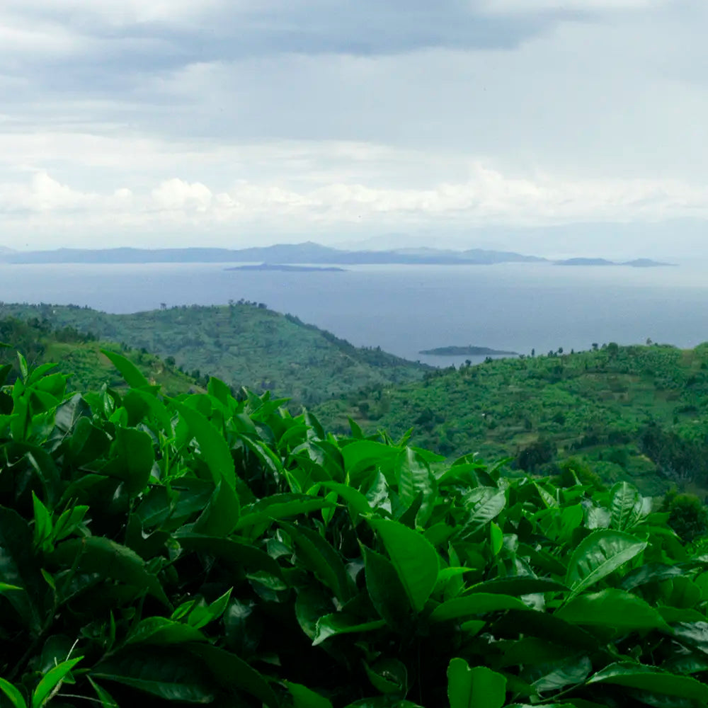 Field of green tea leaves 
