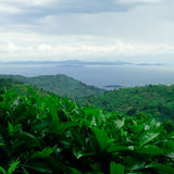 Field of green tea leaves 